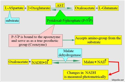 aspartate amino transf (ast/sgot)
